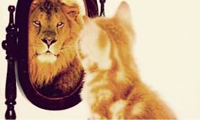 leon gato